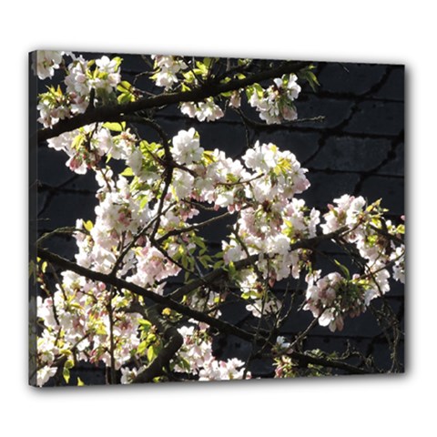 Japanese Cherry Blossom Canvas 24  X 20 