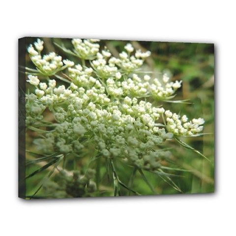 White Summer Flowers Canvas 14  X 11 