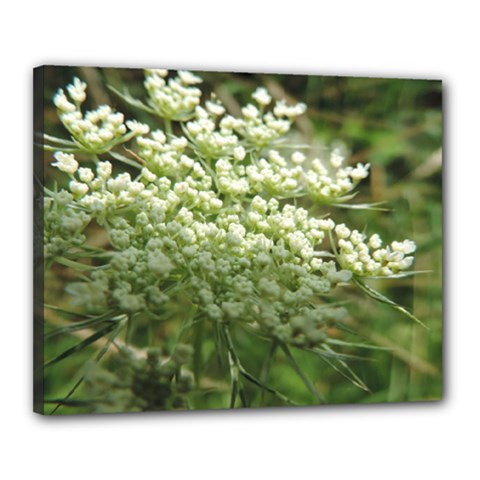 White Summer Flowers Canvas 20  X 16 