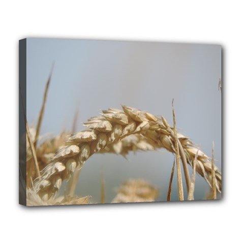 Cornfield Canvas 14  X 11 