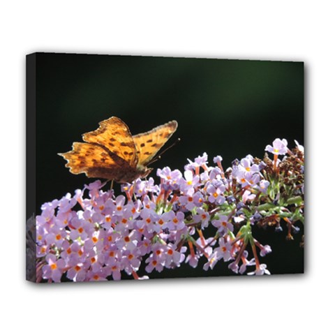 Butterfly Sitting On Flowers Canvas 14  X 11 