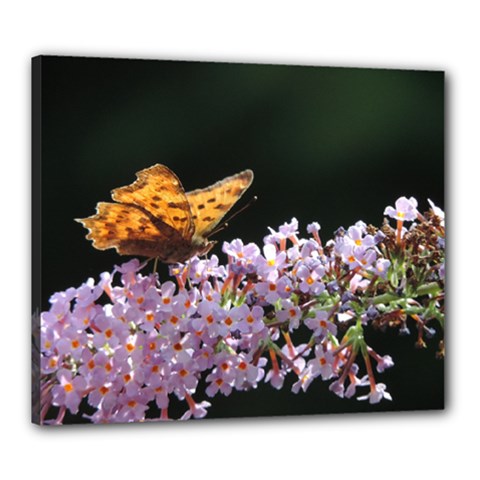 Butterfly Sitting On Flowers Canvas 24  X 20 