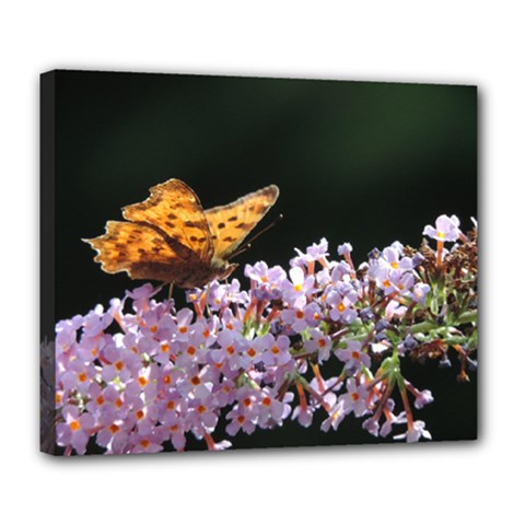 Butterfly Sitting On Flowers Deluxe Canvas 24  X 20  