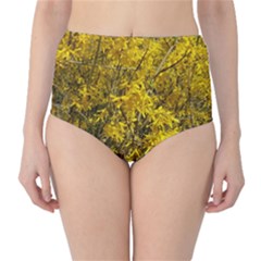 Nature, Yellow Orange Tree Photography High-waist Bikini Bottoms by yoursparklingshop