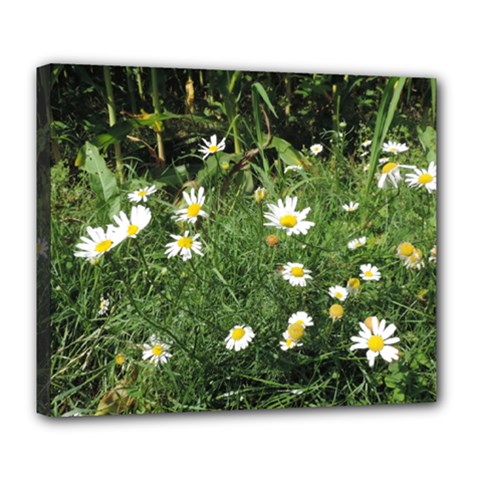 Wild Daisy Summer Flowers Deluxe Canvas 24  X 20  