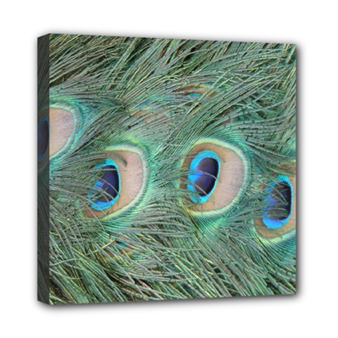 Peacock Feathers Macro Mini Canvas 8  X 8 