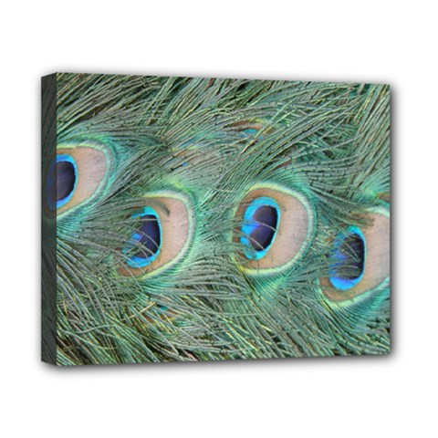 Peacock Feathers Macro Canvas 10  X 8 