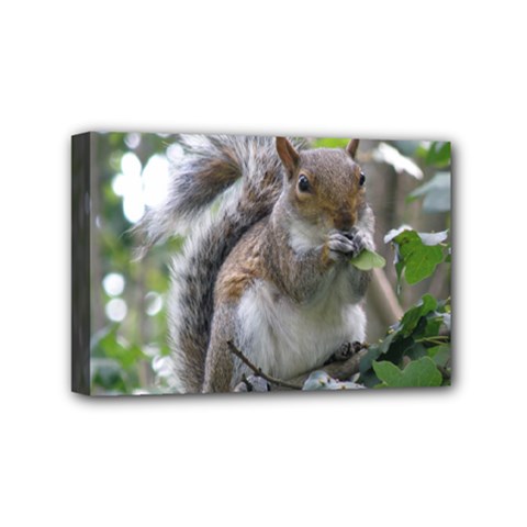 Gray Squirrel Eating Sycamore Seed Mini Canvas 6  X 4 