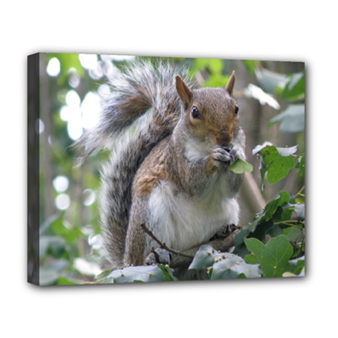 Gray Squirrel Eating Sycamore Seed Deluxe Canvas 20  X 16  