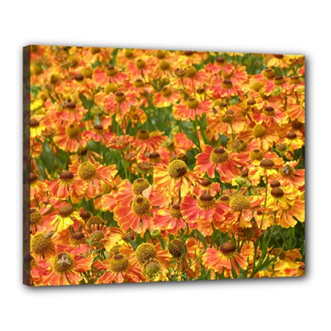 Helenium Flowers And Bees Canvas 20  X 16 