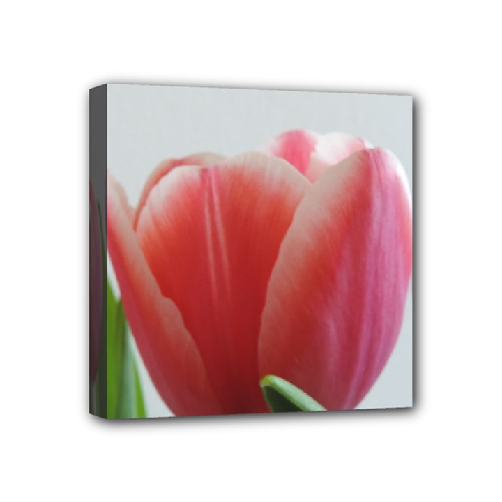 Red Tulips Mini Canvas 4  x 4 