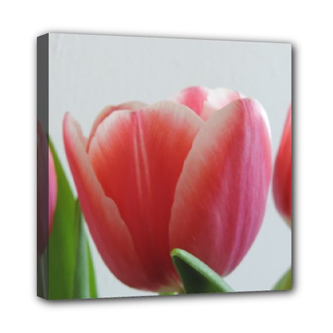 Red Tulips Mini Canvas 8  X 8  by picsaspassion