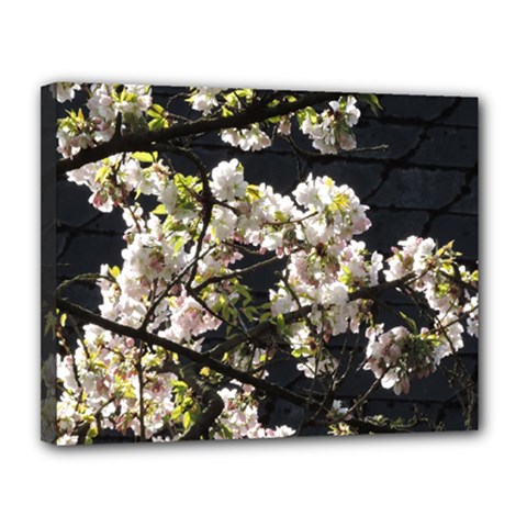 Blooming Japanese Cherry Flowers Canvas 14  X 11  by picsaspassion