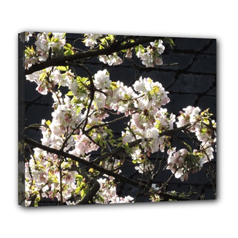 Blooming Japanese Cherry Flowers Deluxe Canvas 24  X 20   by picsaspassion