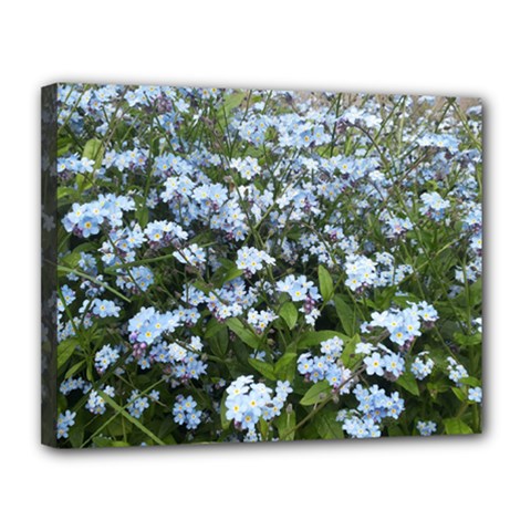 Blue Forget-me-not Flowers Canvas 14  X 11  by picsaspassion