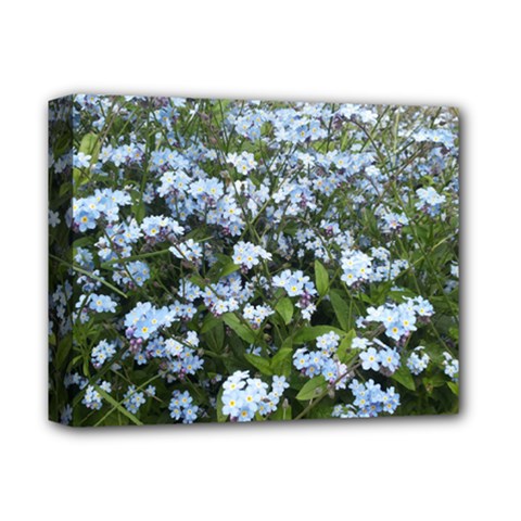 Blue Forget-me-not Flowers Deluxe Canvas 14  X 11  by picsaspassion