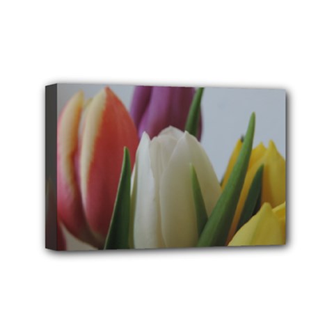 Colored By Tulips Mini Canvas 6  X 4  by picsaspassion