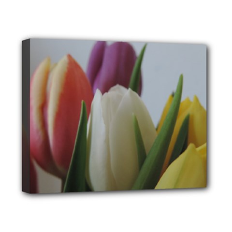 Colored By Tulips Canvas 10  X 8  by picsaspassion