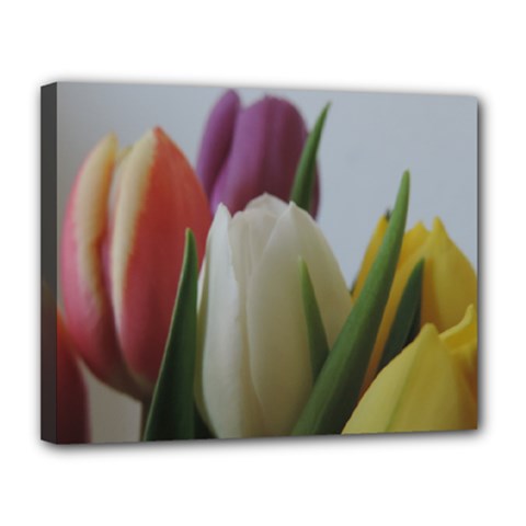 Colored By Tulips Canvas 14  X 11  by picsaspassion