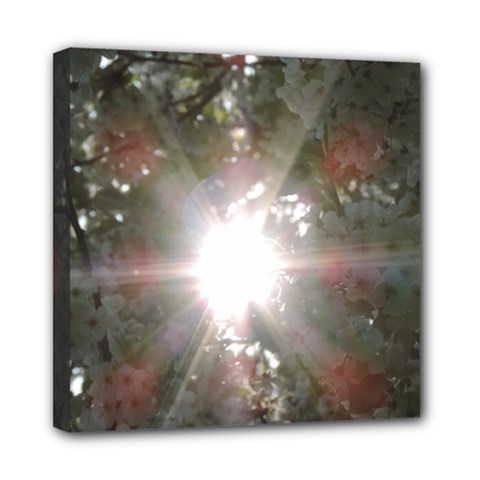 Sun Rays Through White Cherry Blossoms Mini Canvas 8  X 8 