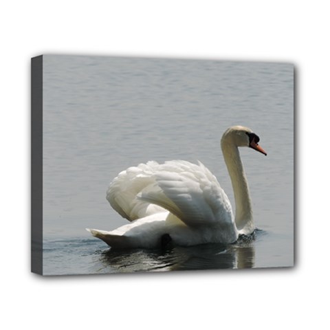 Swimming White Swan Canvas 10  X 8 