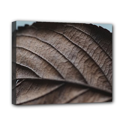 Leaf Veins Nerves Macro Closeup Canvas 10  X 8 