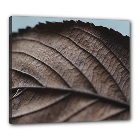 Leaf Veins Nerves Macro Closeup Canvas 24  X 20 