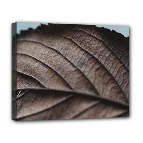 Leaf Veins Nerves Macro Closeup Deluxe Canvas 20  X 16   by Amaryn4rt