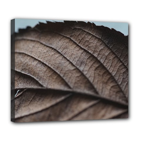 Leaf Veins Nerves Macro Closeup Deluxe Canvas 24  X 20  