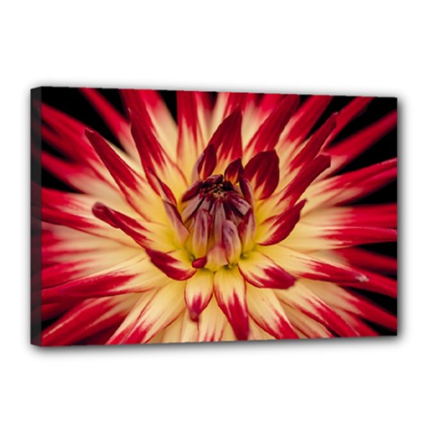 Bloom Blossom Close Up Flora Canvas 18  X 12  by Amaryn4rt