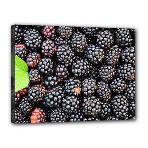 Blackberries Background Black Dark Canvas 16  X 12 