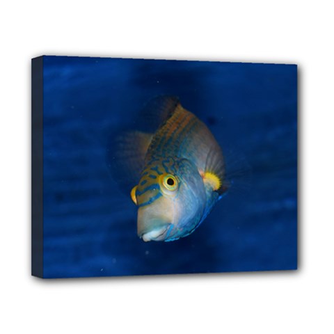 Fish Blue Animal Water Nature Canvas 10  X 8  by Amaryn4rt