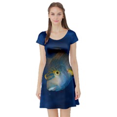 Fish Blue Animal Water Nature Short Sleeve Skater Dress by Amaryn4rt