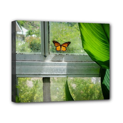 Butterfly #17 Canvas 10  X 8 