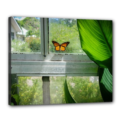 Butterfly #17 Canvas 20  X 16 