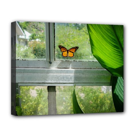 Butterfly #17 Deluxe Canvas 20  X 16   by Papillon