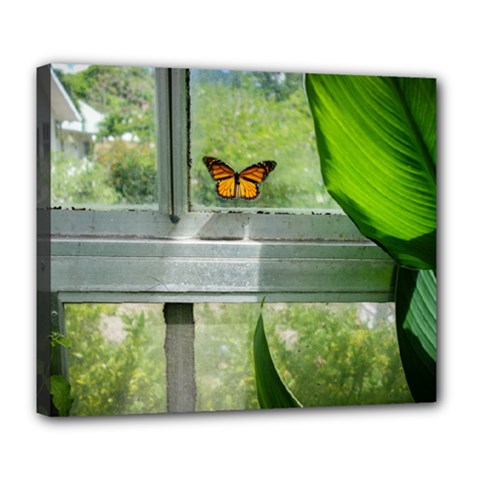 Butterfly #17 Deluxe Canvas 24  X 20   by Papillon