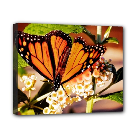 Monarch Butterfly Nature Orange Canvas 10  X 8  by Amaryn4rt