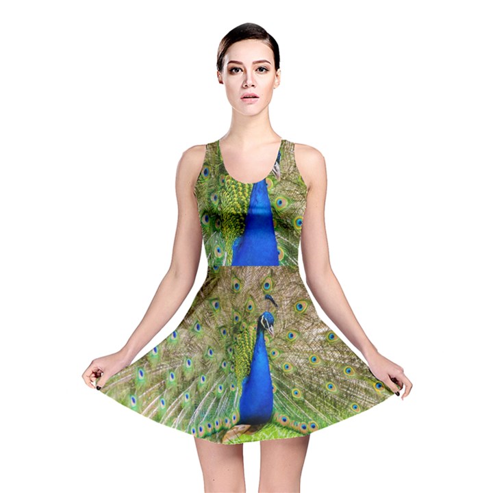 Peacock Animal Photography Beautiful Reversible Skater Dress