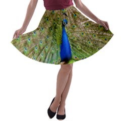 Peacock Animal Photography Beautiful A-line Skater Skirt by Amaryn4rt