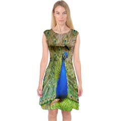 Peacock Animal Photography Beautiful Capsleeve Midi Dress by Amaryn4rt