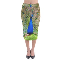 Peacock Animal Photography Beautiful Velvet Midi Pencil Skirt by Amaryn4rt