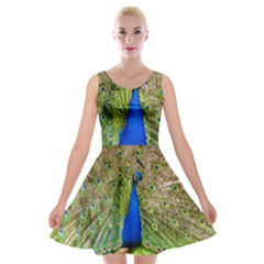 Peacock Animal Photography Beautiful Velvet Skater Dress by Amaryn4rt