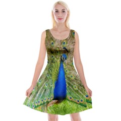 Peacock Animal Photography Beautiful Reversible Velvet Sleeveless Dress by Amaryn4rt