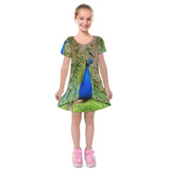 Peacock Animal Photography Beautiful Kids  Short Sleeve Velvet Dress by Amaryn4rt