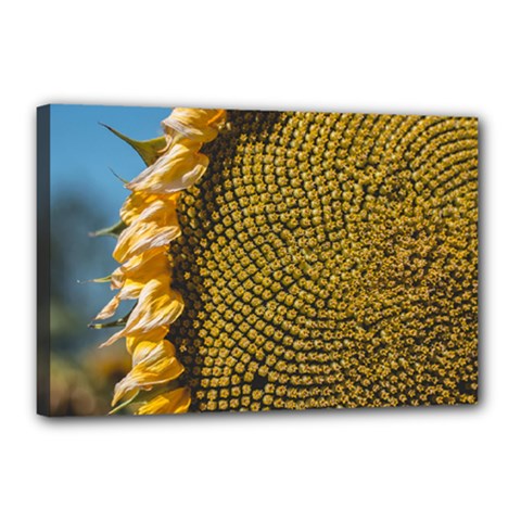 Sunflower Bright Close Up Color Disk Florets Canvas 18  X 12 