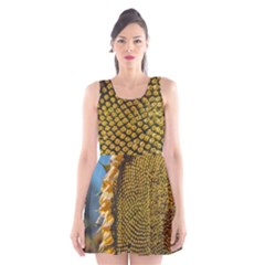 Sunflower Bright Close Up Color Disk Florets Scoop Neck Skater Dress by Amaryn4rt