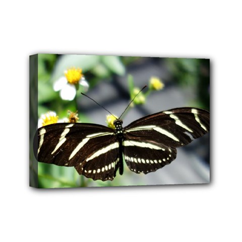 Butterfly #22 Mini Canvas 7  X 5  by litimages