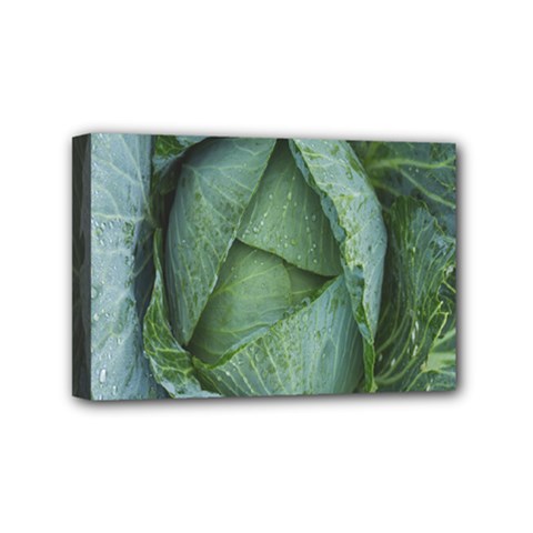 Bright Cabbage Color Dew Flora Mini Canvas 6  X 4  by Nexatart