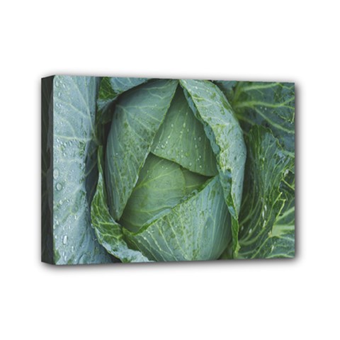 Bright Cabbage Color Dew Flora Mini Canvas 7  X 5  by Nexatart